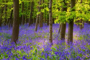 Le printemps dans la forêt de jacinthes