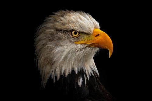 Portret van een Amerikaanse zee arend