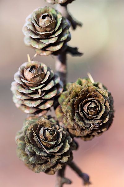 dennenappels van Marieke Funke