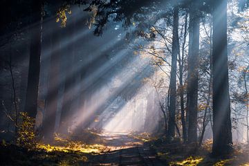 Het licht van Valinor van Tvurk Photography