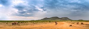 Elephants in the bush by Thomas Froemmel