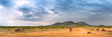 Elephants in the bush by Thomas Froemmel