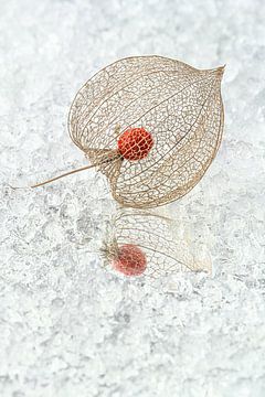 Winter still life: Lantern reflected in 