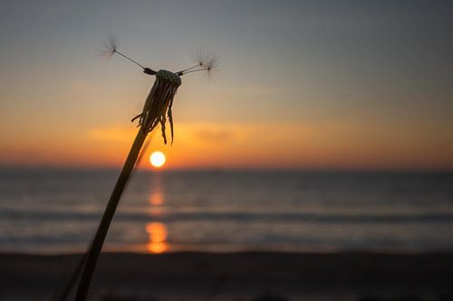 Doe een wens en blaas.