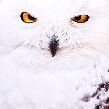 Hibou des neiges