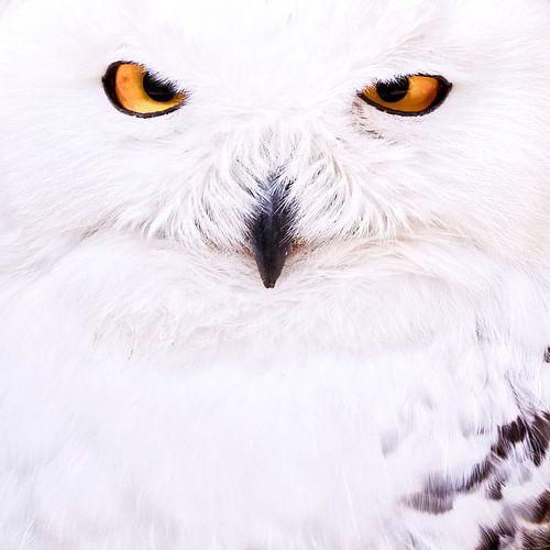 Sneeuwuil