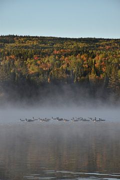 Geese on the lake in autumn by Claude Laprise