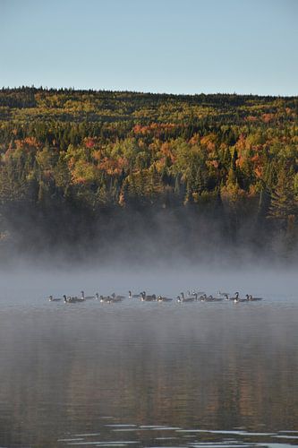 Ganzen op het meer in de herfst