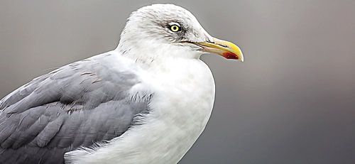 Panorama zilvermeeuw