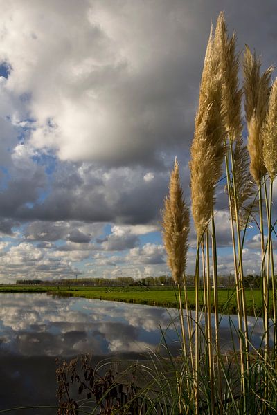 Reeds at Zwaansmeer by Nathalie Doesburg