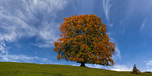 Rotbuche im Herbst