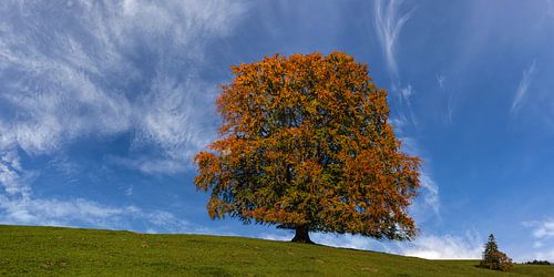 Le hêtre européen en automne