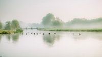 Mark met watervogels in een mistige ochtend