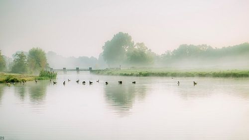 Mark with waterfowl in a misty morning
