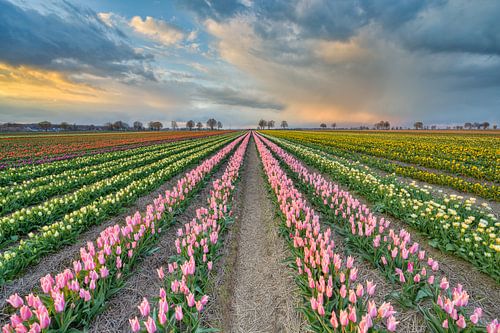 Tulpenfeld im Rhein-Kreis Neuss