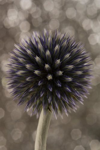 Kogeldistel schittert voor schitterende achtergrond