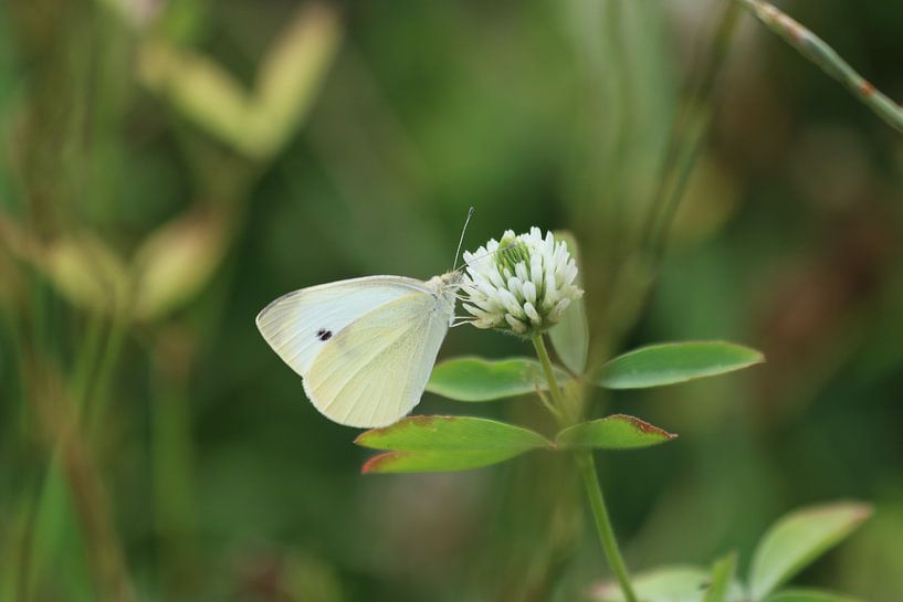 Papillon sur une fleur par Rick Kroeze