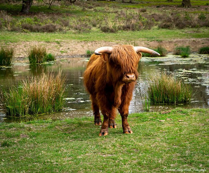 Scottish Highlander by Carmen Slingerland