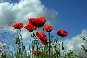 Mohnblumen