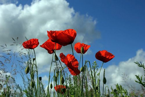 Poppies