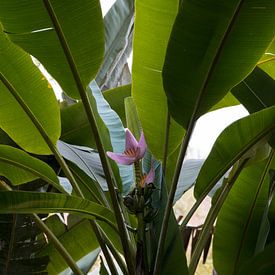 Bloem tussen de bananenbladeren van Bibian Been