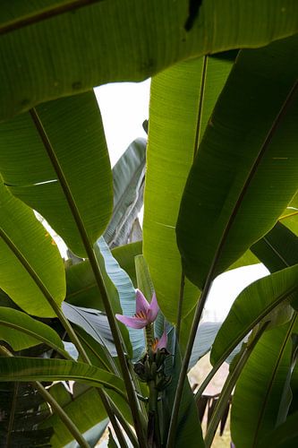 Flower between the banana leaves