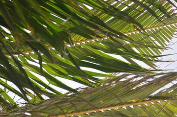 Le palmier en gros plan sur Koen Venneman