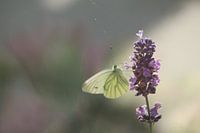 Abstracte fotografie | Abstract expressionisme | Modern abstract | Lavendel met een koolwitje