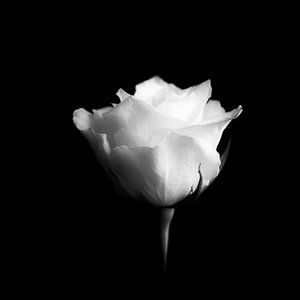 rose blanche