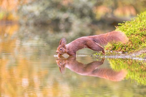 Vorsichtiger Schritt eines Eichhörnchens von Jolanda Pikkaart