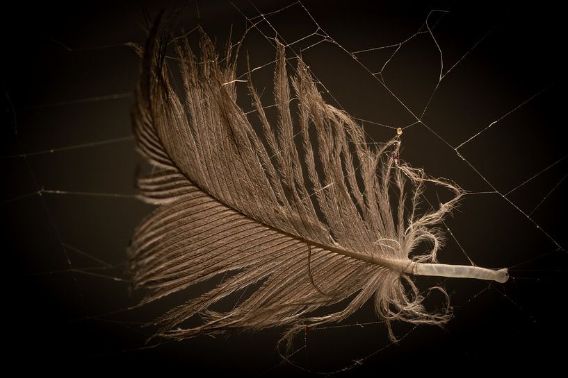 down, feather by Mark van de Laar