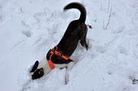 Zigge houdt van de sneeuw