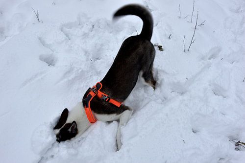 Zigge houdt van de sneeuw