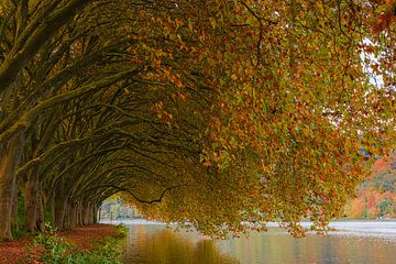 Herfst bij de Baldeneysee van Henk Meijer Photography