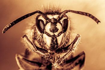 Portret van een wesp