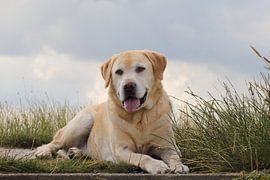 labrador van Hilda booy