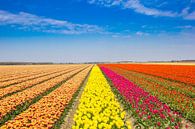Kleurig tulpenveld tijdens het tulpenfestival in de Noordoostpolder van Marc Venema thumbnail