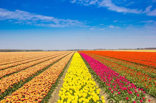 Colourful tulip field during the tulip festival in the Northeast Polder