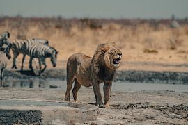 Lion in Namibia, Africa by Patrick Groß