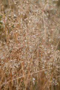 dauwdruppels op gras van Klaartje Majoor