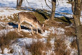 Fallow deer in the snow Amsterdam Water Supply Dunes by Merijn Loch