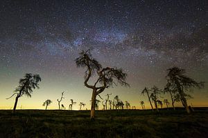 Burned trees by Sven Broeckx