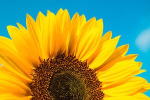 Close up van een gedeelte van een zonnebloem tegen een felblauwe lucht