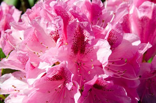 Fleurs dans la nature