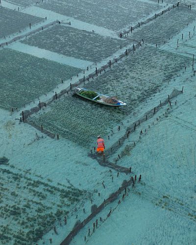 Het dagelijkse ritme van zeewierboeren in Indonesië