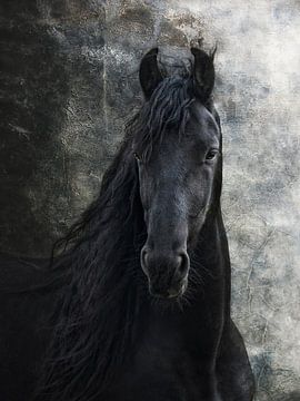 young frisian stallion van Joachim G. Pinkawa