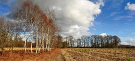 A row of birch trees by Corinne Welp