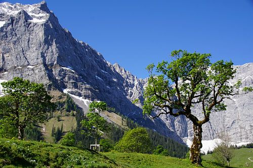 Großer Ahornboden in de Eng bij Hinterriß - indrukwekkend alpenlandschap in de Karwendel. Koop nu een muurschildering of canvas en beleef een idyllisch berglandschap.
