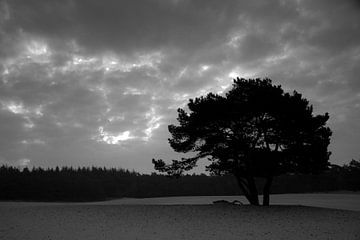Tree silhouette at sunrise van Marco de Groot