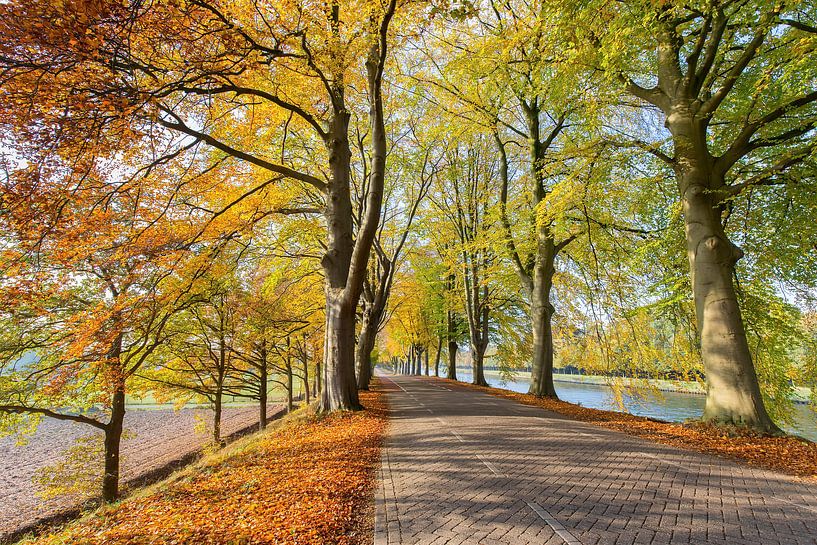 Road with beech trees along canal in autumn season by Ben Schonewille
